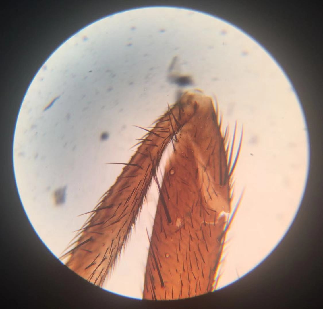 Housefly Legs 100x