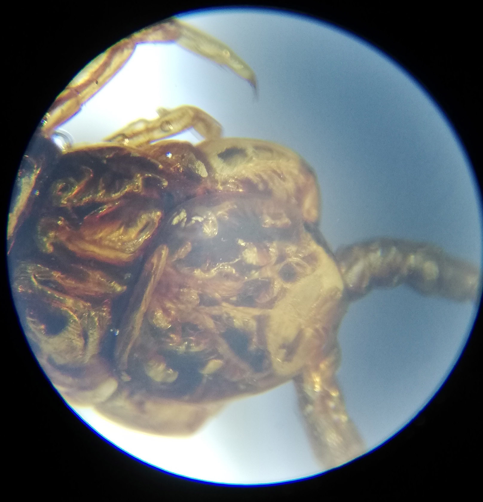 Scorpion Head