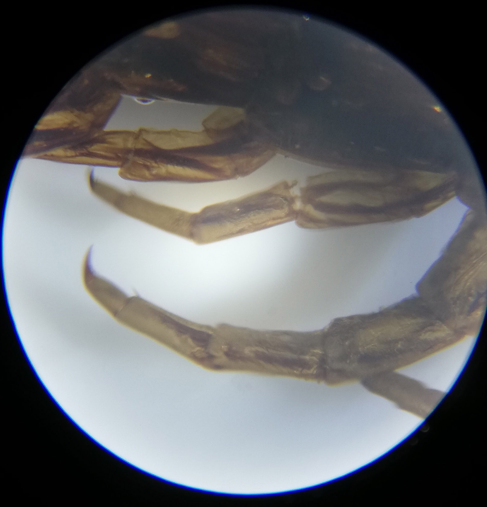 Centipede Legs