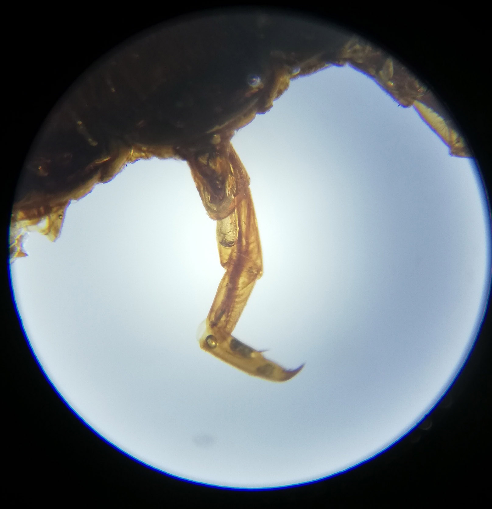 Centipede Legs