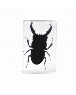 saxon Resin Preserved Insect - Beetle Specimen - SKU# 310212