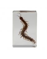 saxon Resin Preserved Insect - Centipede Specimen-SKU#310213 