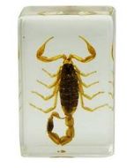 saxon Resin Preserved Insect - Scorpion Specimen - SKU# 310211