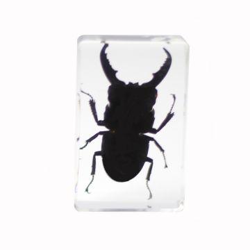 saxon Resin Preserved Insect - Beetle Specimen - SKU# 310212