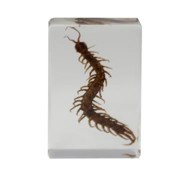 saxon Resin Preserved Insect - Centipede Specimen-SKU#310213 