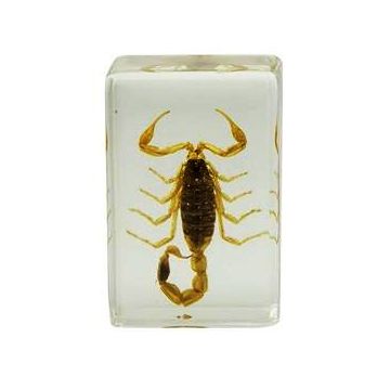 saxon Resin Preserved Insect - Scorpion Specimen - SKU# 310211