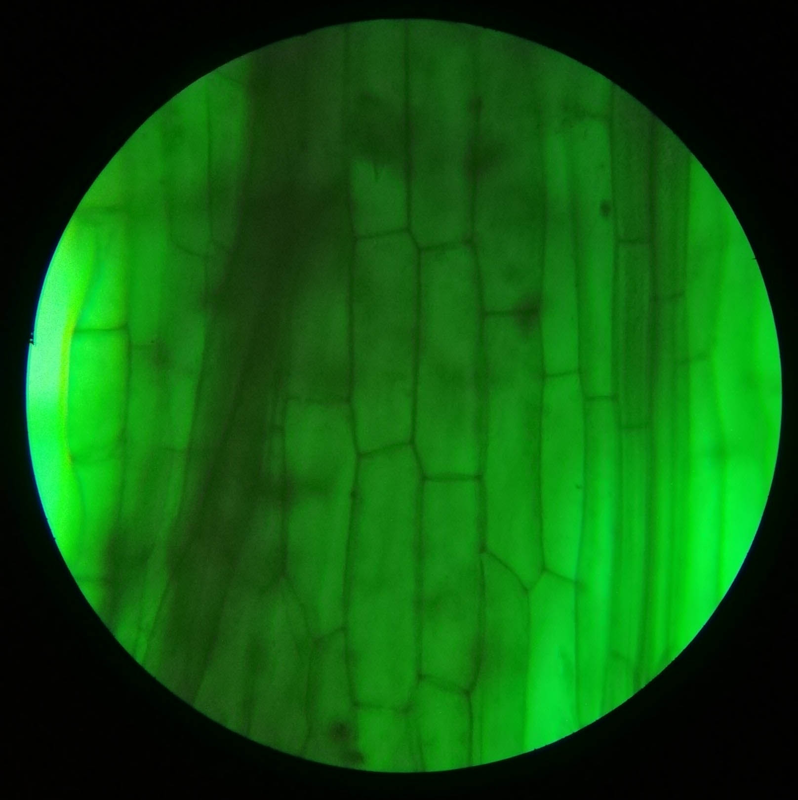 Fern Young Sporophyte W.M #1 - 400x magnification