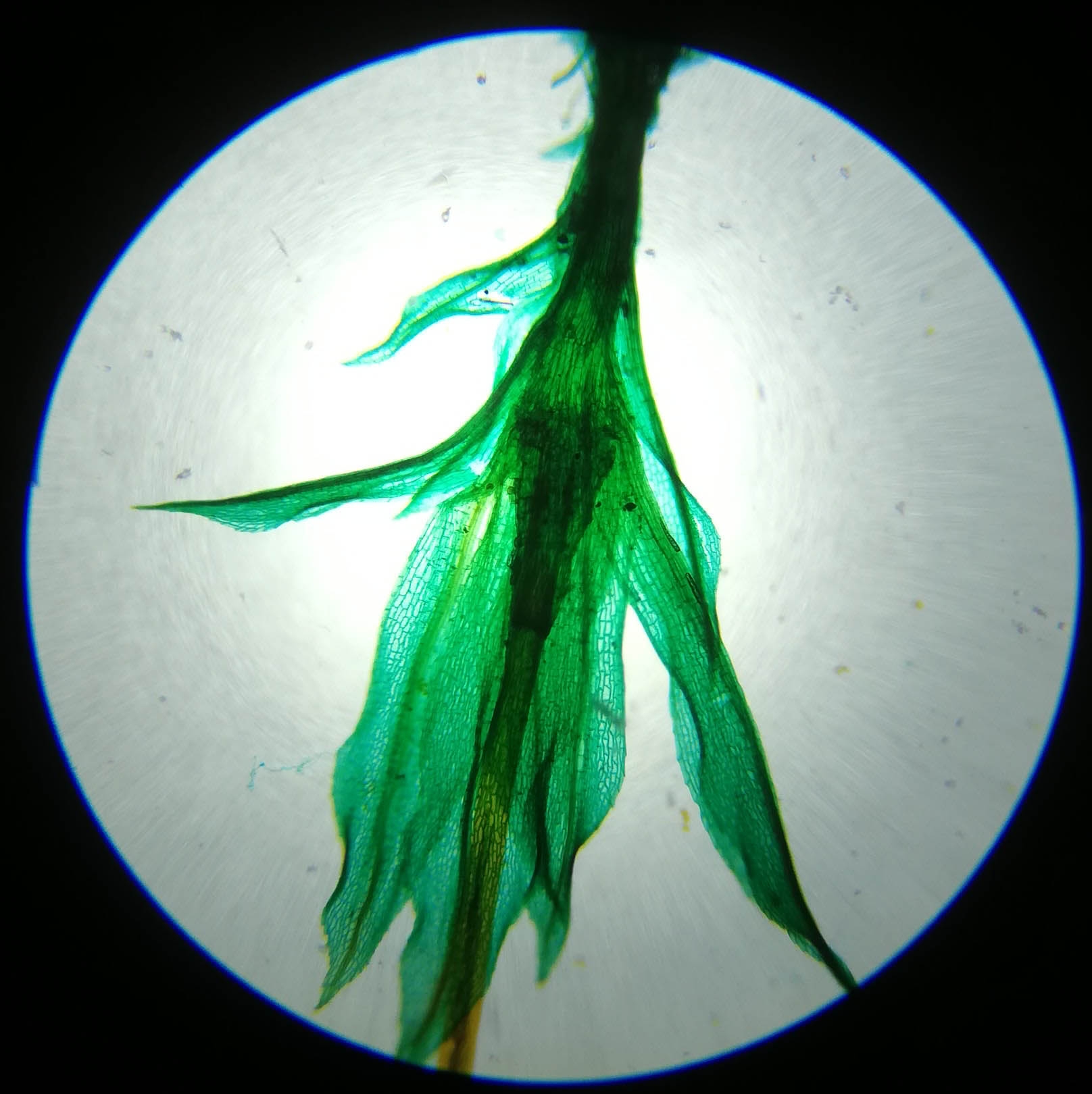 Fern Young Sporophyte W.M #1 - 40x magnification