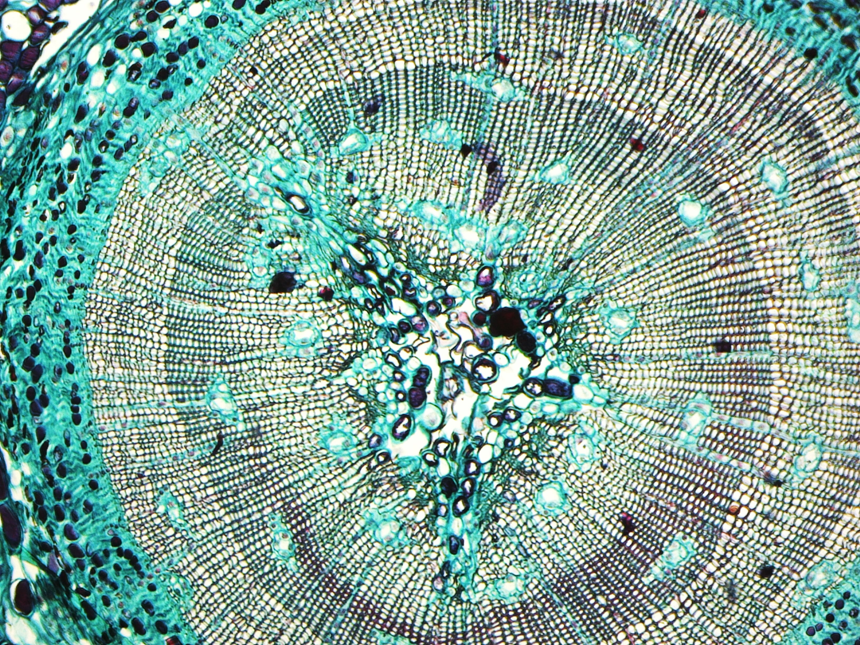 saxon saxon Plants Biological Microscope Prepared Slides