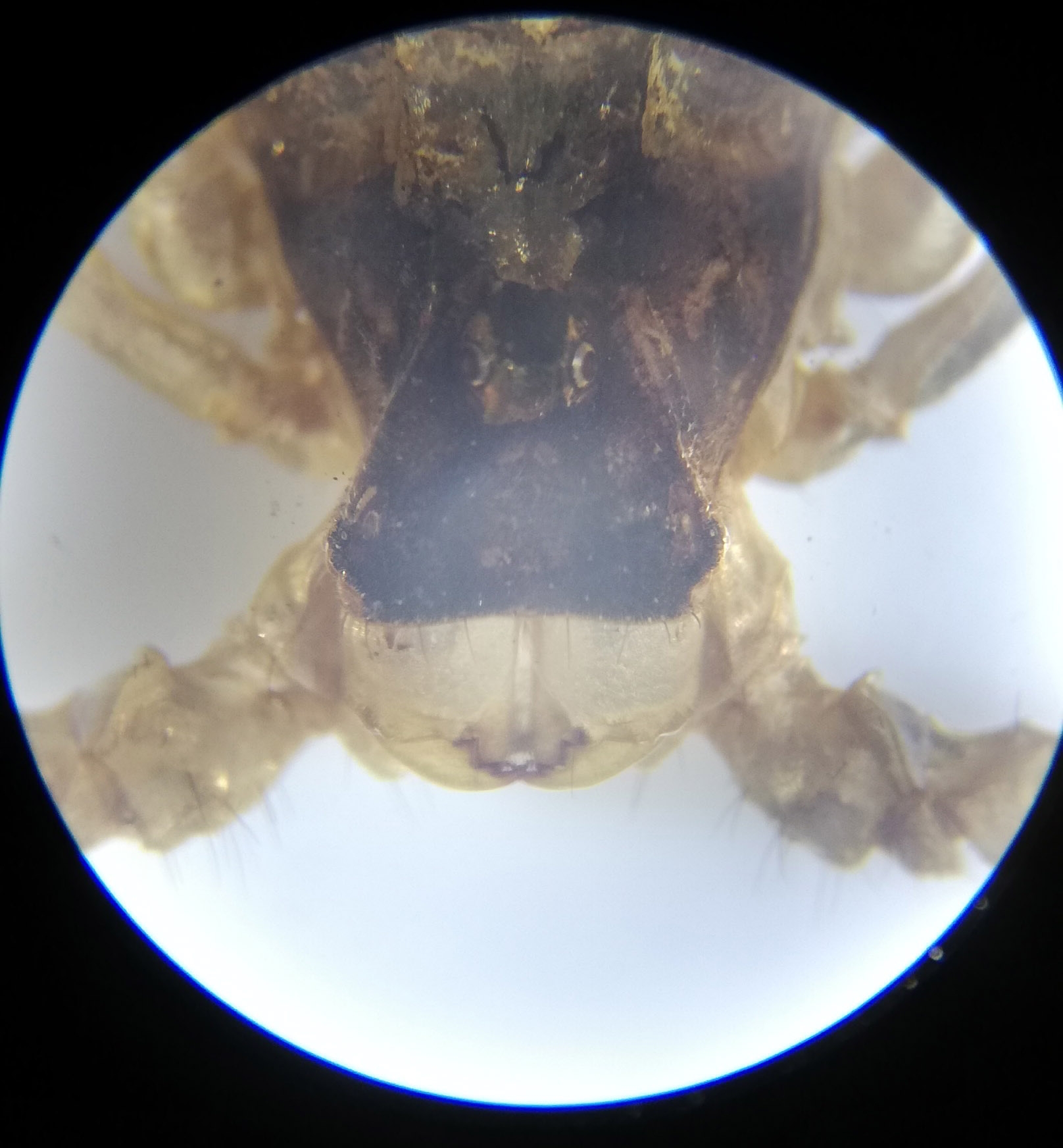 Scorpion Head