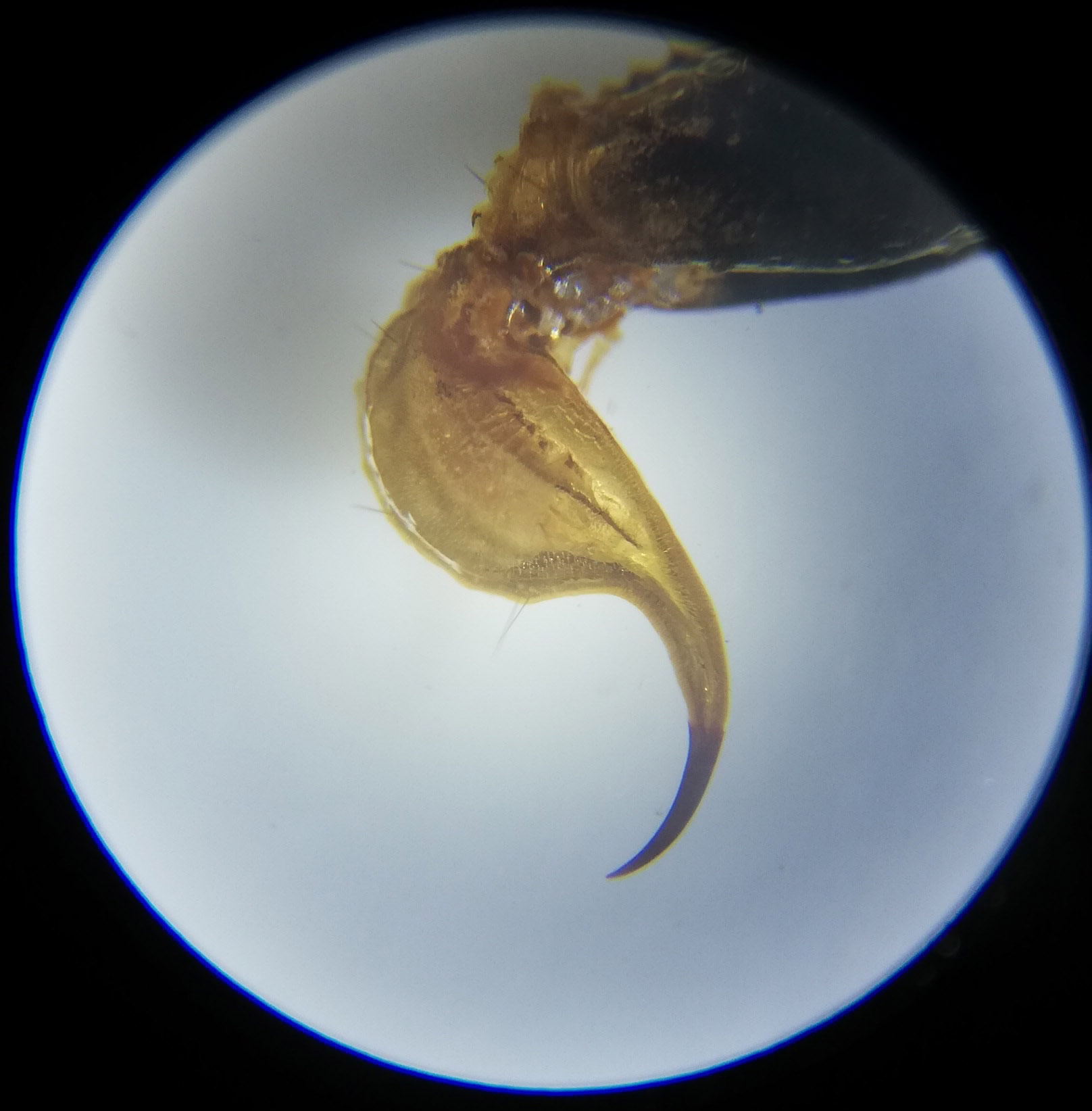 Scorpion Tail