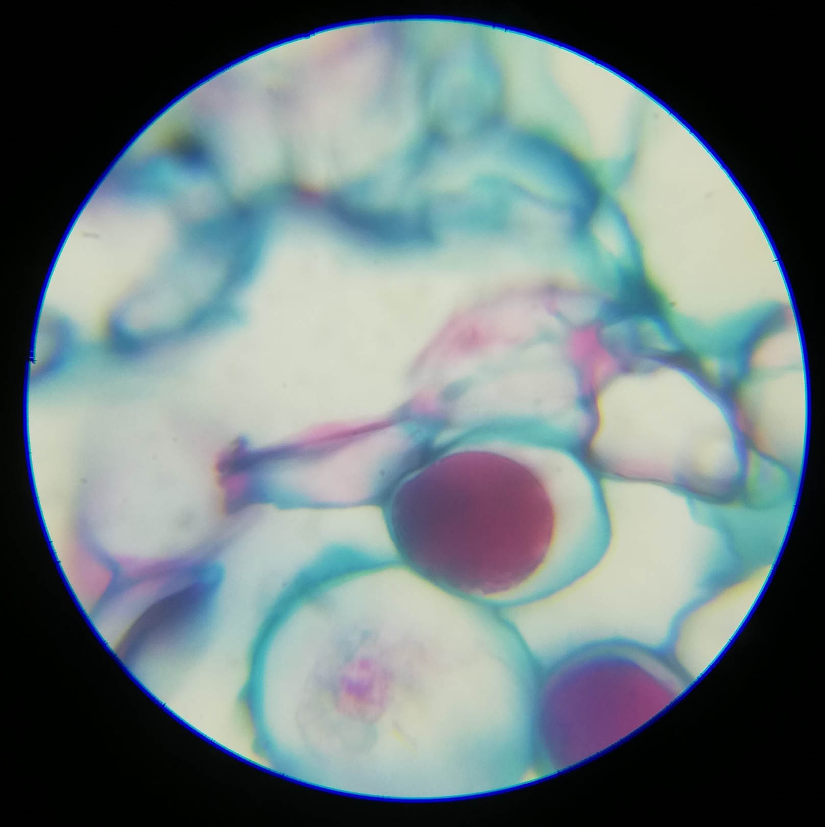 Suber Cell Sec - 1000x magnification