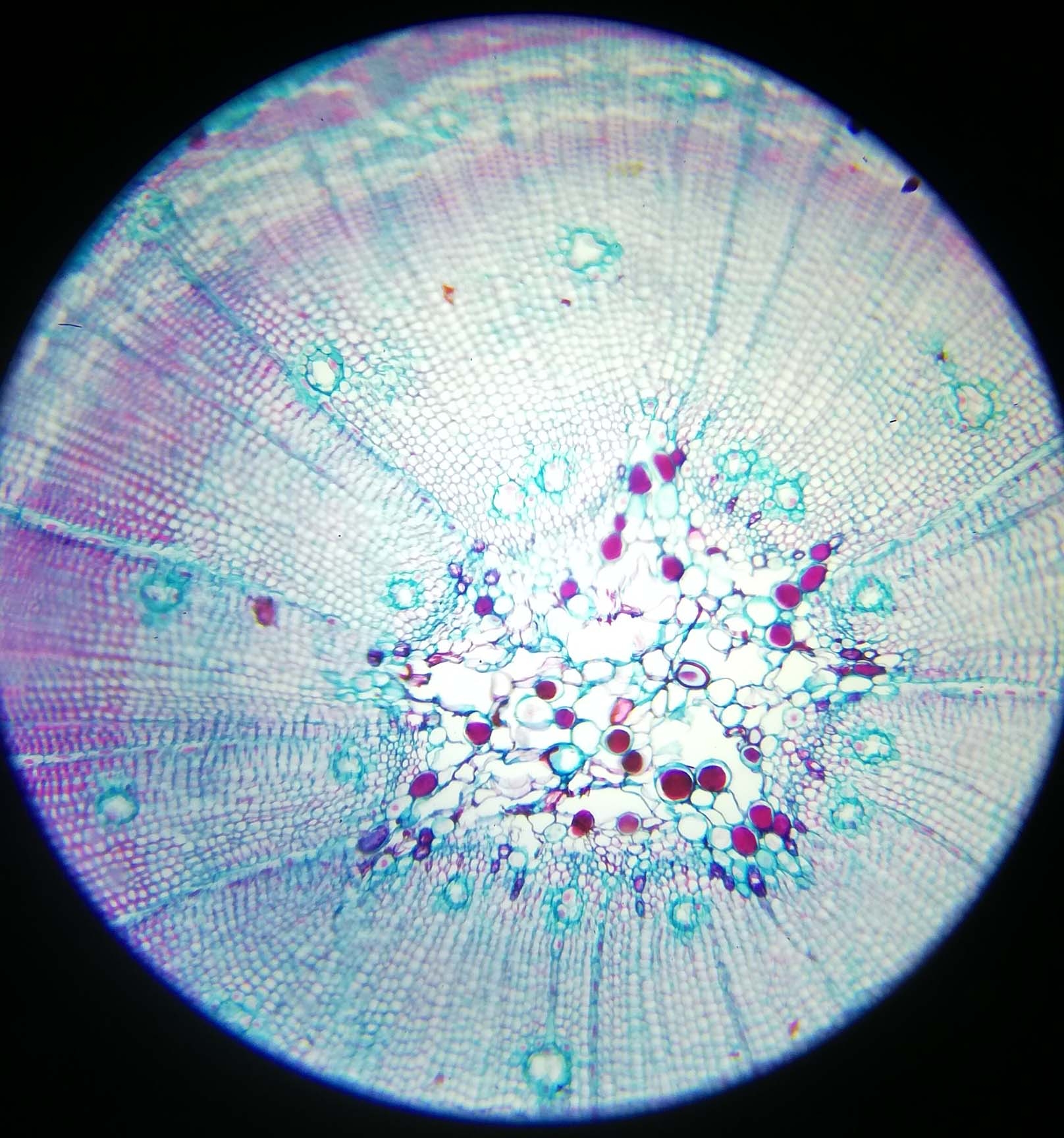 Suber Cell Sec - 100x magnification