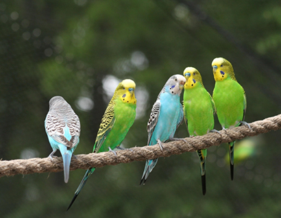 A pretty row of parakeets