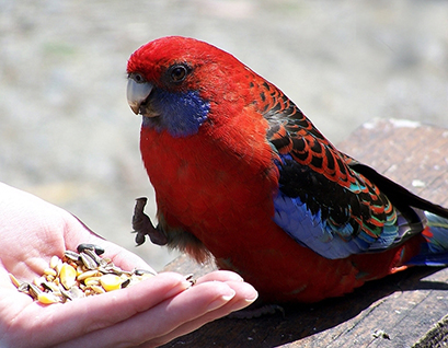 The Australian rosella being pampered