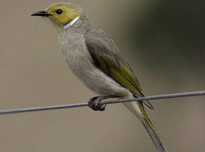 honeyeater 23sep14